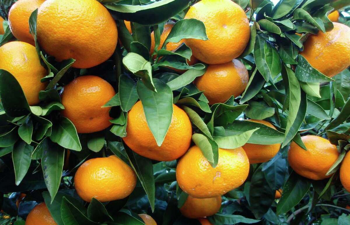 Satsumas are an easy-eating tangerine to grow in Northern California.