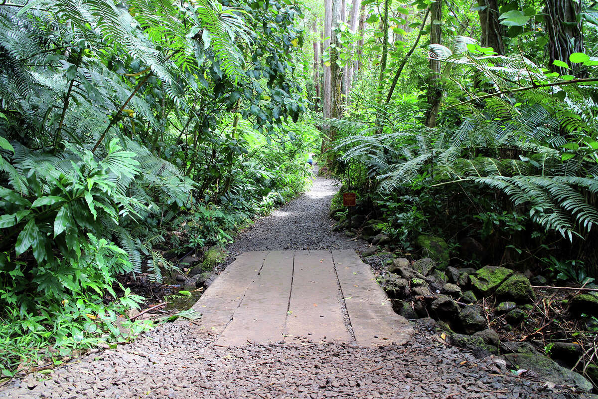 Hiking through the rainforest takes you over a bridge and lush landscape.