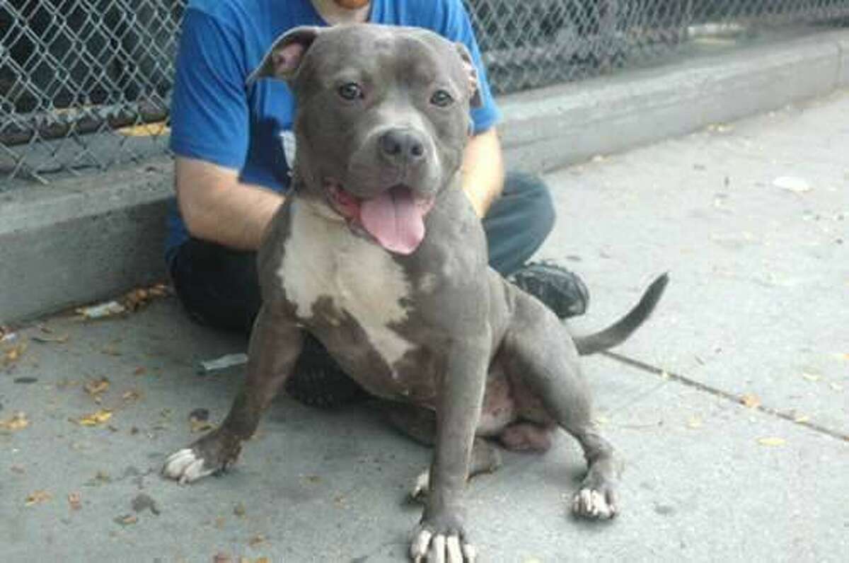 Jeffery in 2010 at the Manhattan Animal Care Centers of NYC. Jeffery is a 2022 American Hero Dog Award semi-finalist in the shelter dog category.