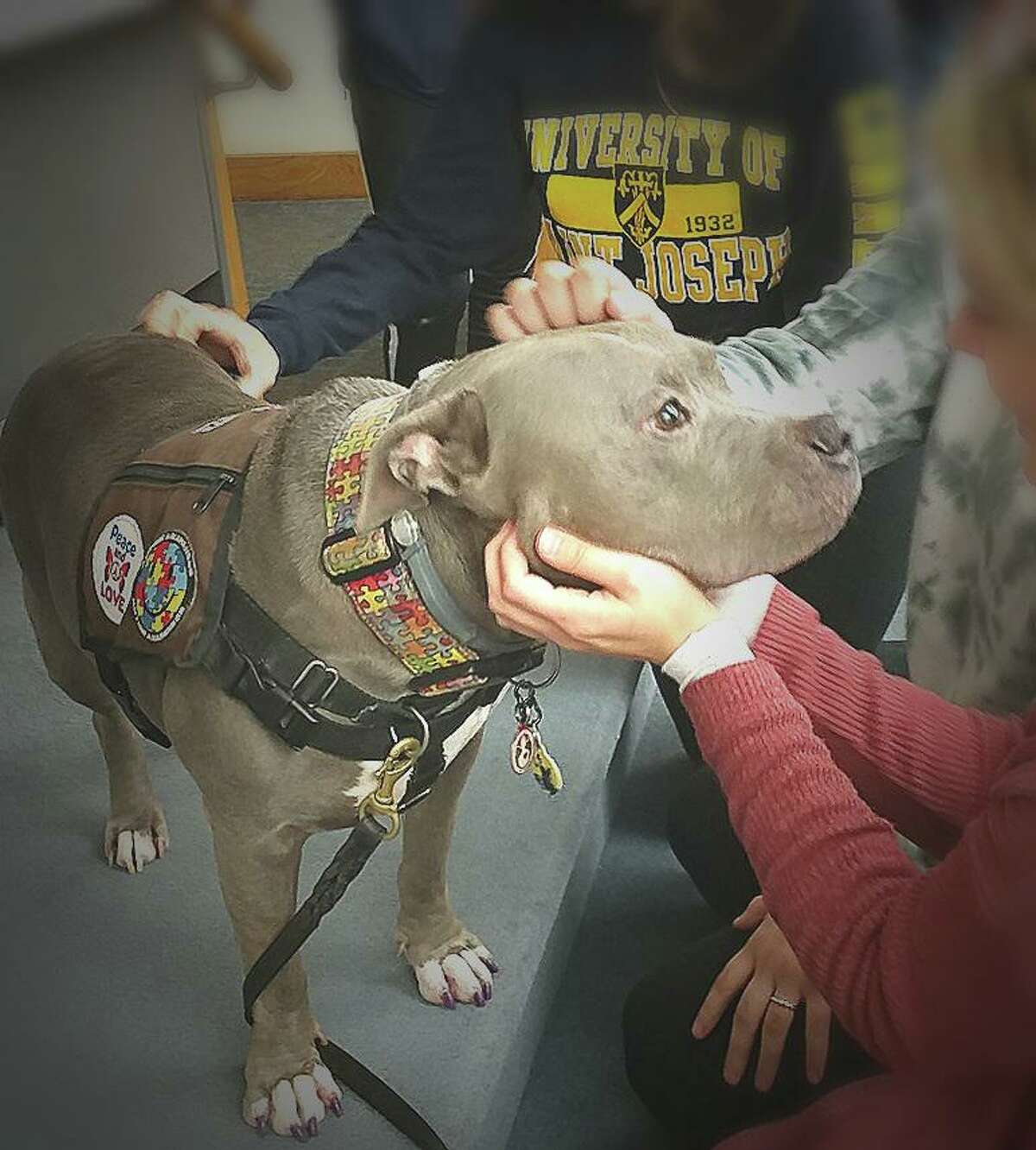 Jeffery is a certified therapy dog and has works at different locations including University of St. Joseph. Jeffery is a 2022 American Hero Dog Award semi-finalist in the shelter dog category.