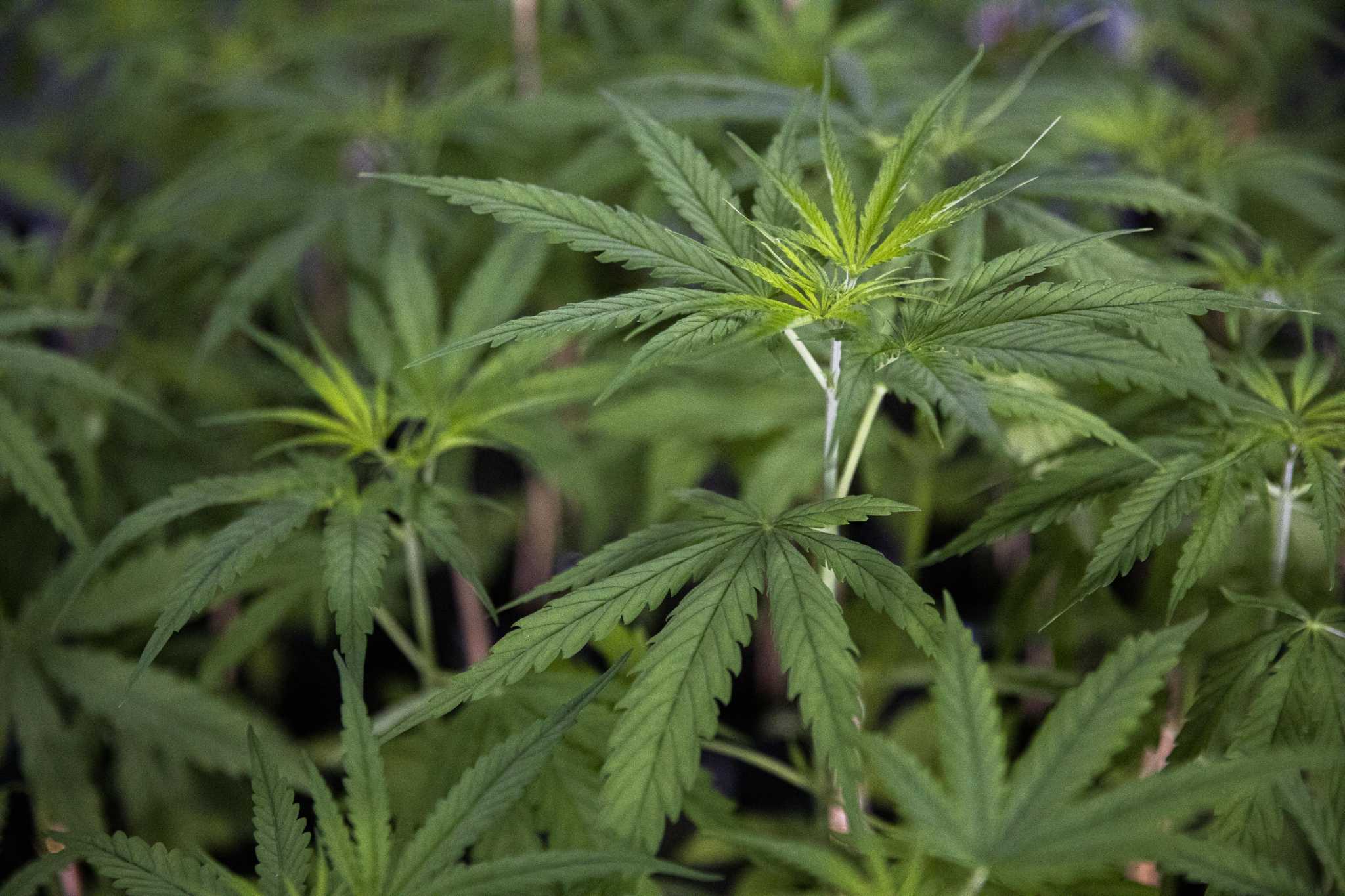 Ridgefield sets town meeting to vote on ordinance banning marijuana sales locally - Vimarsana News