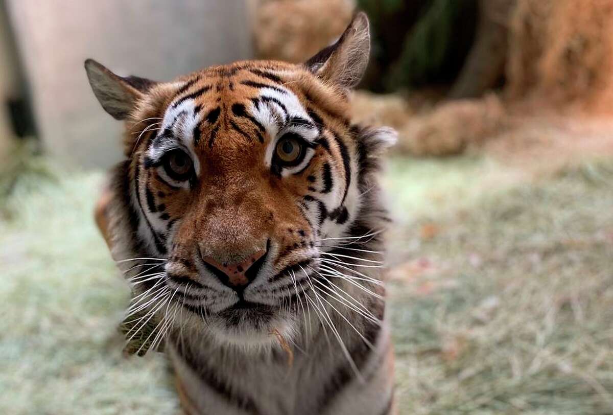Mia is one of the tigers rescued by the Oakland Zoo.