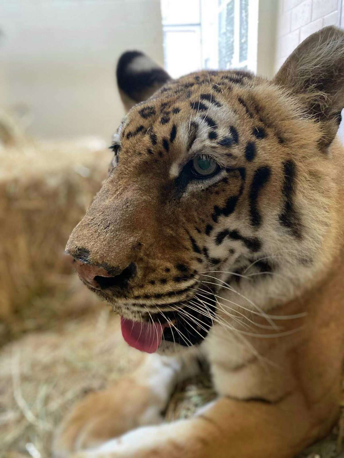 Lola is one of the tigers rescued by the Oakland Zoo.