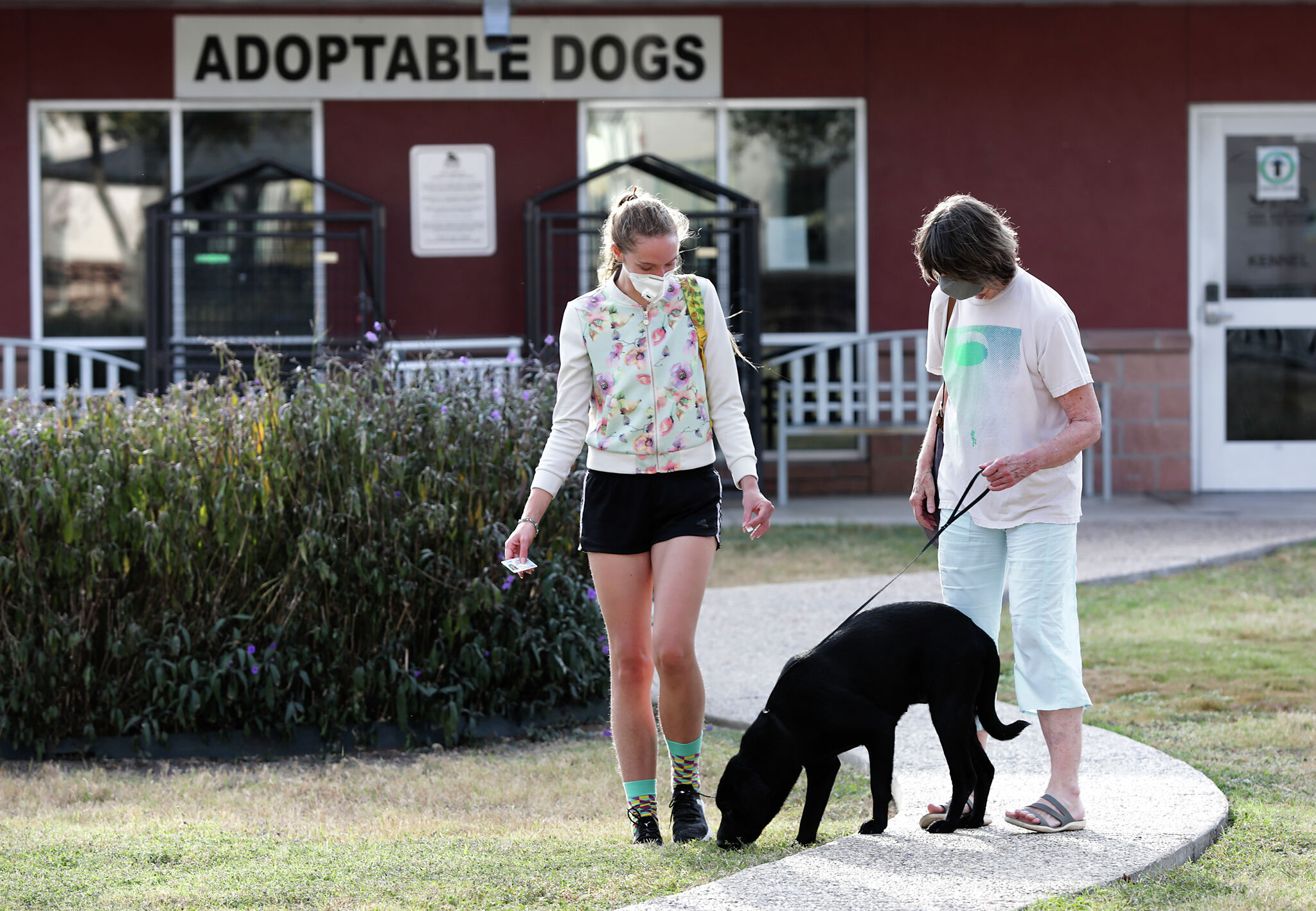 Dog, cat adoption fees reduced for limited time to help empty shelter