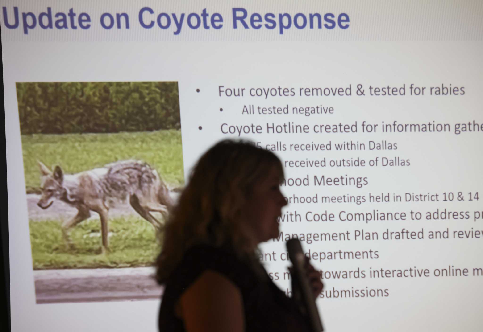 Officials develop plan targeting coyotes in wake of Texas toddler being attacked - Vimarsana News