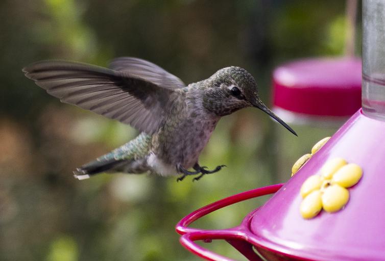 California loves its hummingbirds. But climate dangers loom - San Francisco Chronicle