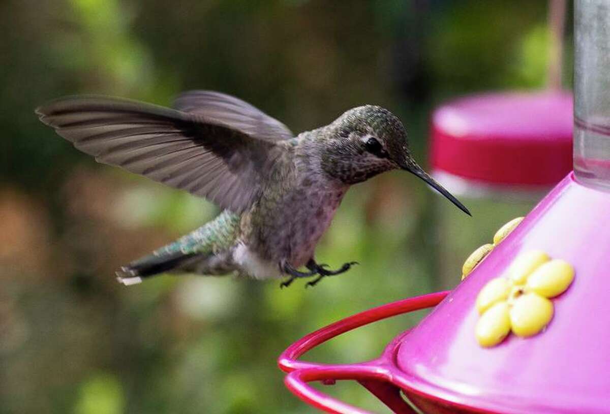 A young hummingbird hovers near a feeder at the private residence of UC Davis Professor Emeritus Manfred Kusch. Hummingbirds are expected to seek higher, cooler elevations as the climate warms, something they’ve already begun to do.