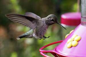 California loves its hummingbirds. But climate dangers loom