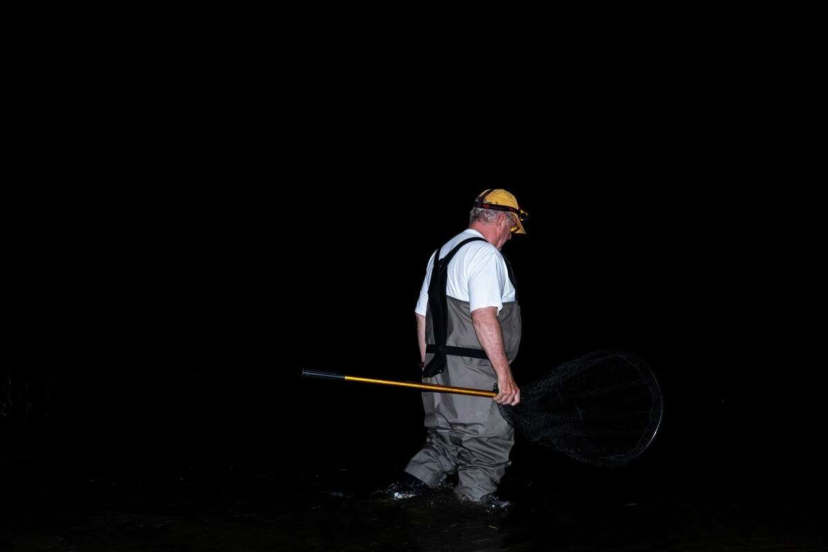 Volunteer Joe Schnierlein, a former marine biologist and high school teacher, steps into the waters of Long Island Sound in search of horseshoe crabs during a count Tuesday night at Calf Pasture Beach in Norwalk.