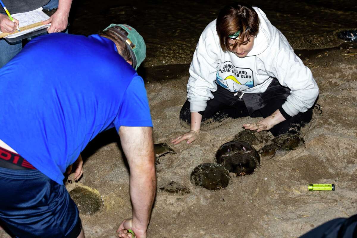 Volunteers find, count and tag horseshoe crabs during a count Tuesday night at Calf Pasture Beach in Norwalk under a full moon.