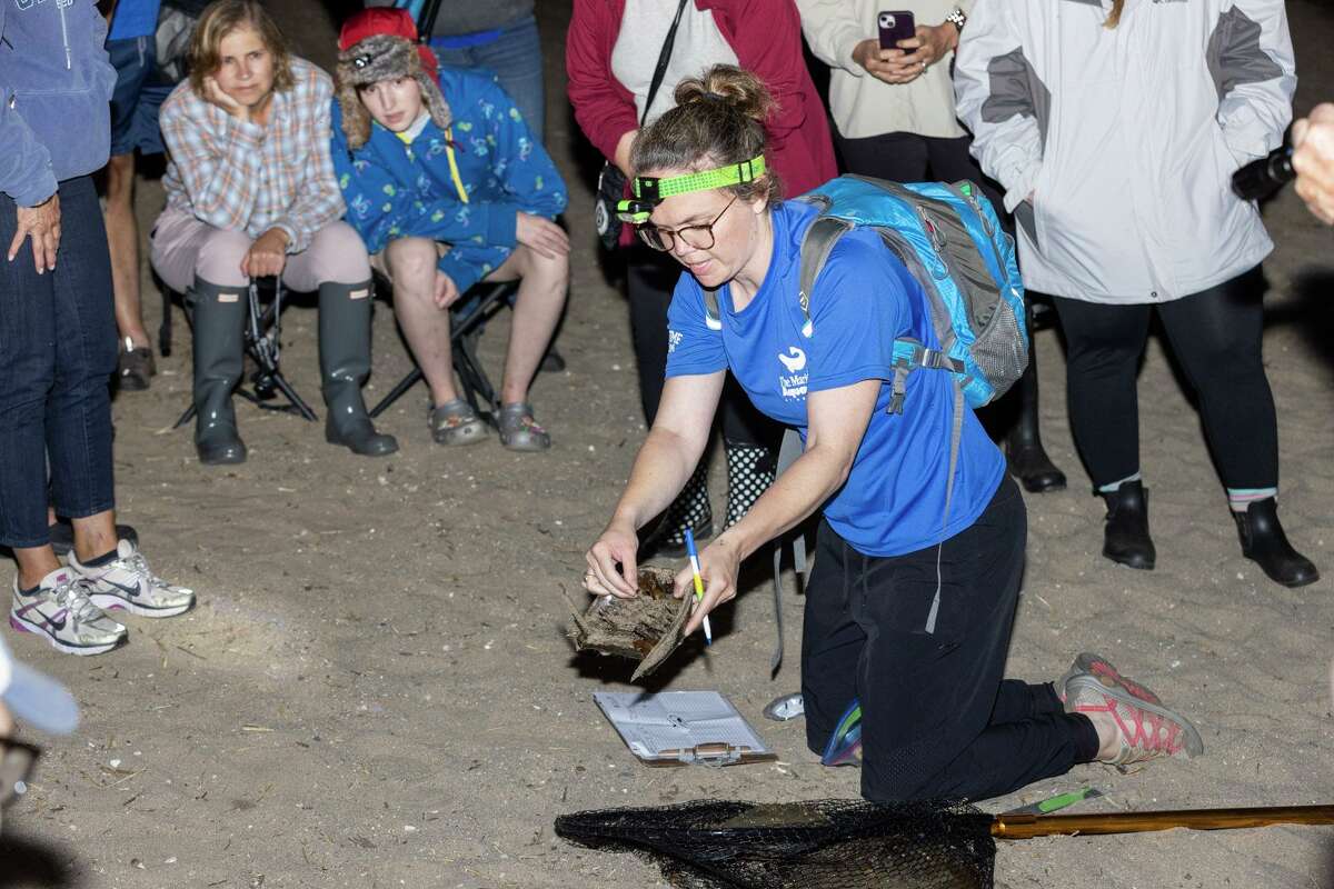 Horseshoe crabs face ‘ecological extinction’ in Long Island Sound