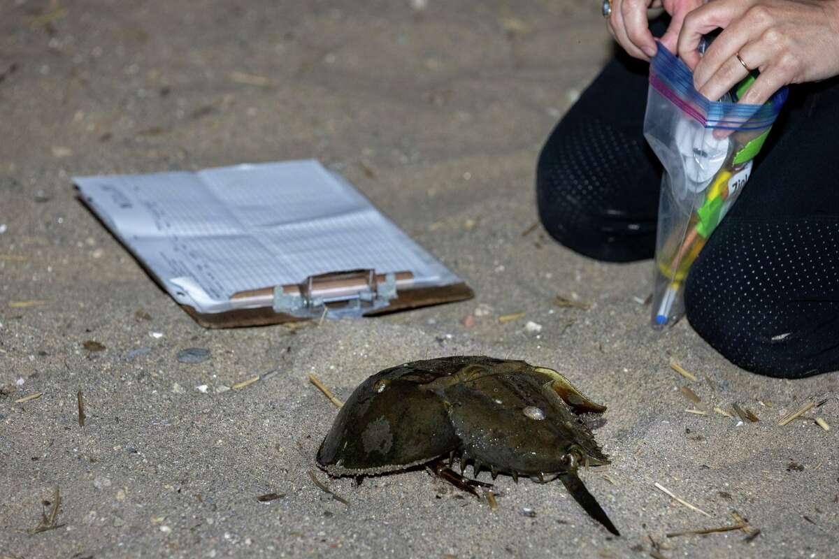 Horseshoe crabs face ‘ecological extinction’ in Long Island Sound