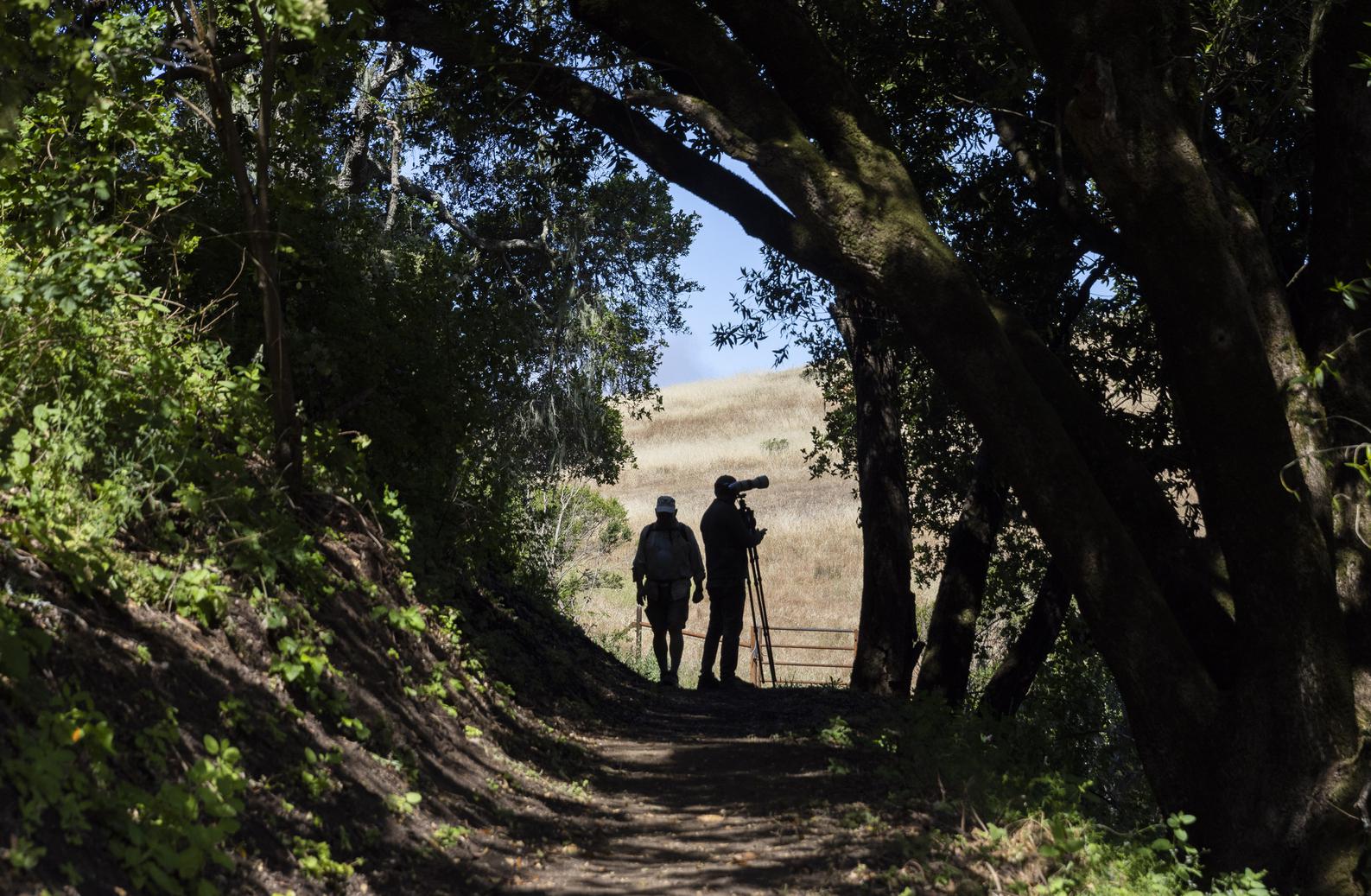 New casual redwood hiking trail opens above Palo Alto - Vimarsana News