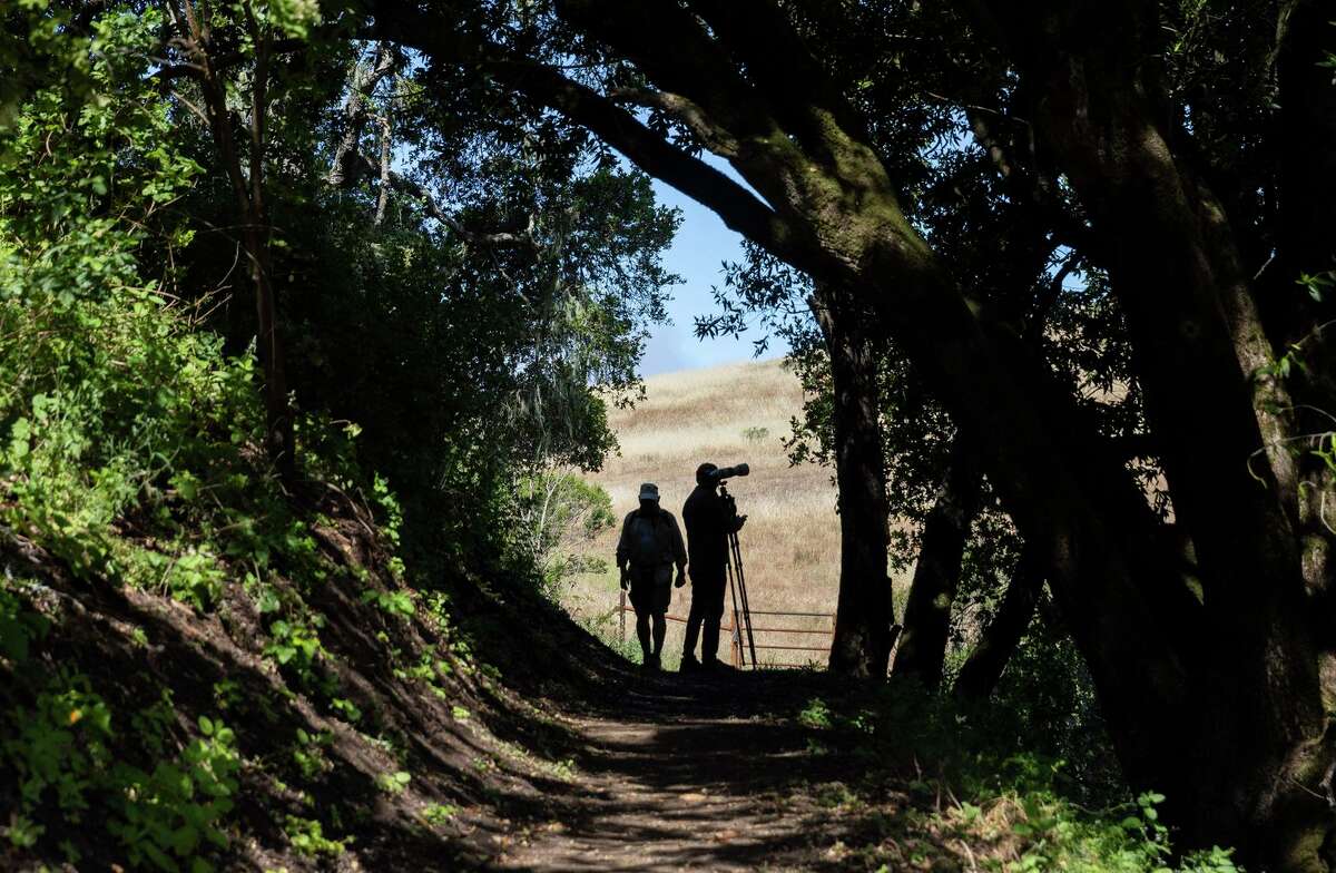 Hikers and bird watchers walk along the newly-constructed Grasshopper Trail as it weaves through woodlands and redwood trees in the hills of La Honda Creek Open Space Preserve.