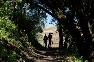 Casual redwood hiking trail opens above Palo Alto