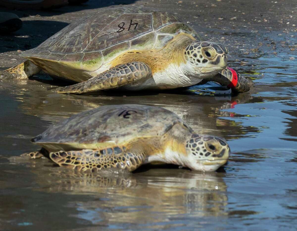 Two rescued green sea turtles make their way to the waves in Galveston in this 2021 photo. Turtle advocates say special attention should be paid to just where on the island the turtles are nesting.