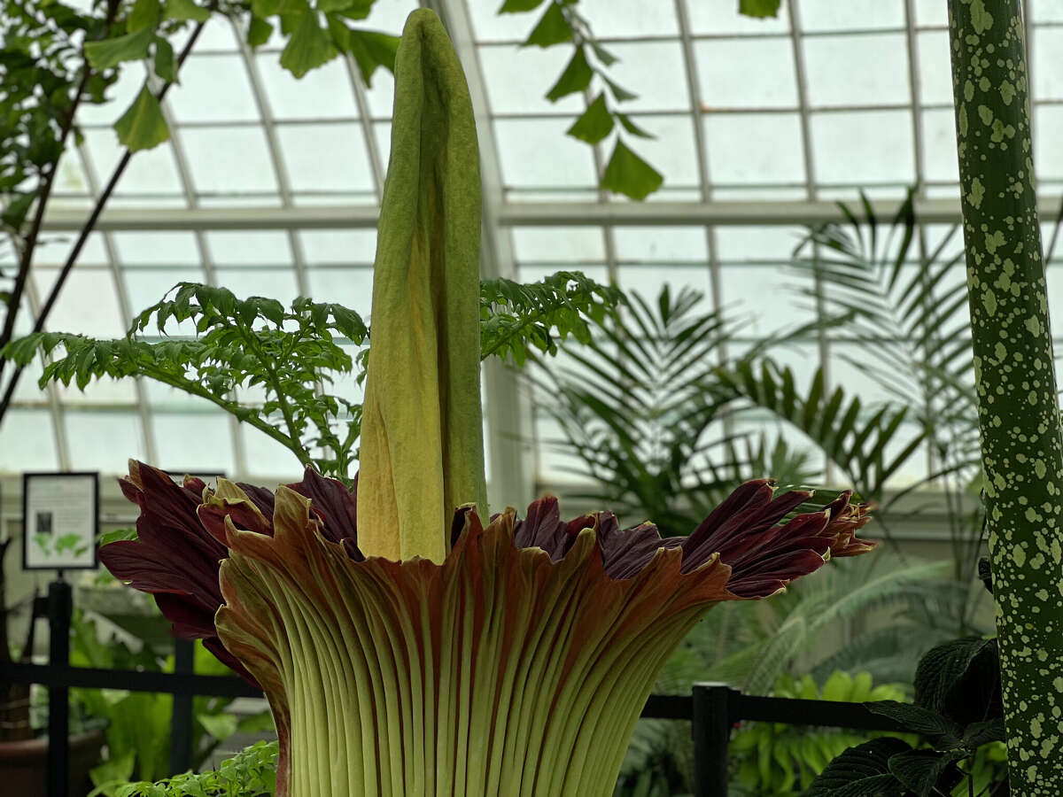 A famously pungent corpse flower is finally about to bloom in SF