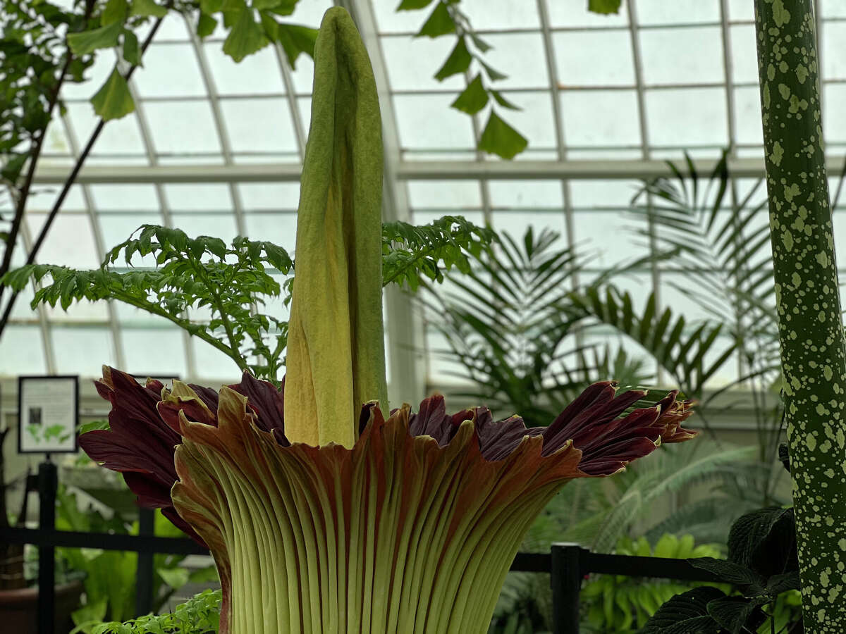 a-famously-pungent-corpse-flower-is-finally-about-to-bloom-in-sf