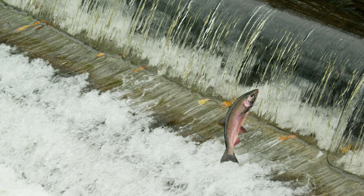 A stock image of a coho salmon jumping over a dam in Isaaquah, Washington.