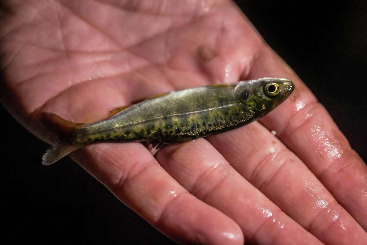 A Fall Run Chinook salmon from the Feather River hatchery is one of several hundred thousands released in Richmond, Calif., on Sunday, June 19, 2022.