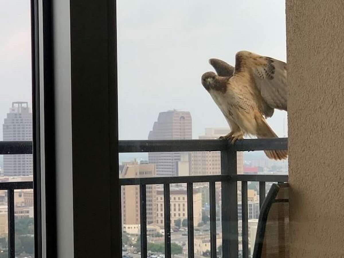 Falcons, hawks regular visitors to downtown San Antonio