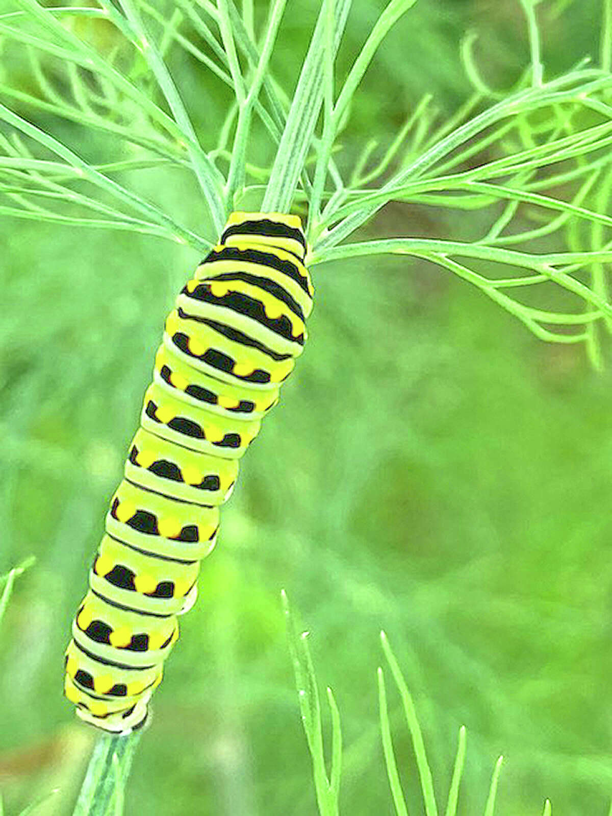 A black swallowtail caterpillar munches on dill in a flower garden.