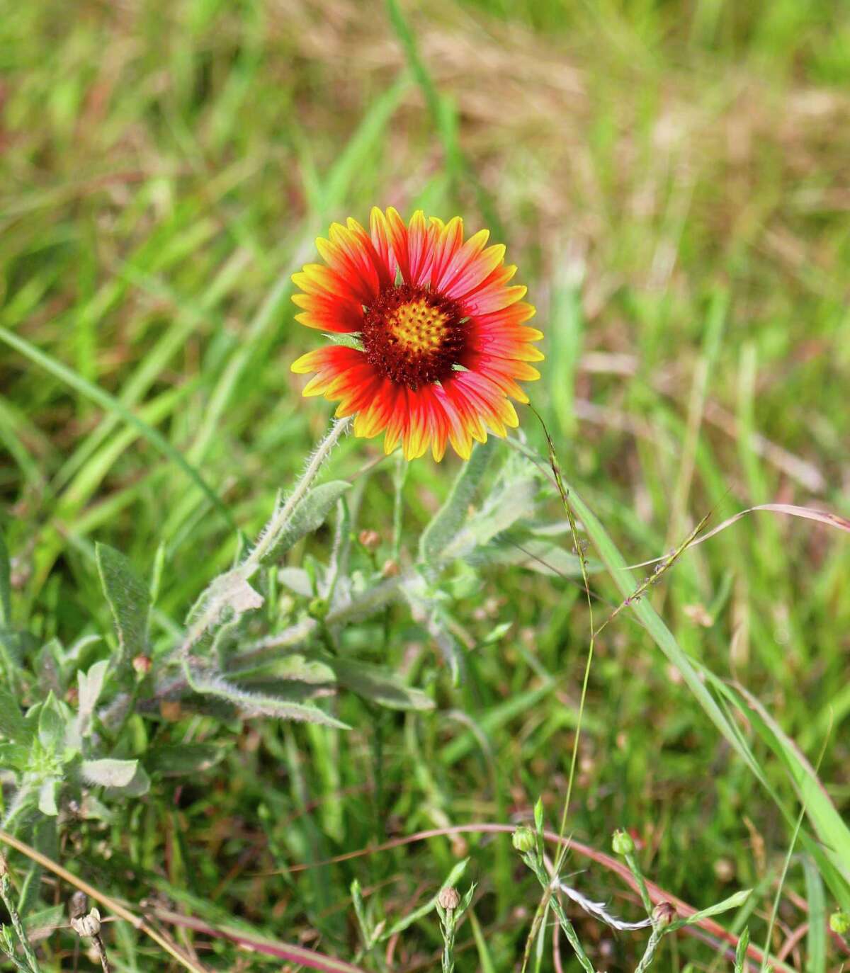 Pavilions, walkways part of ambitious plans for Kemah nature area