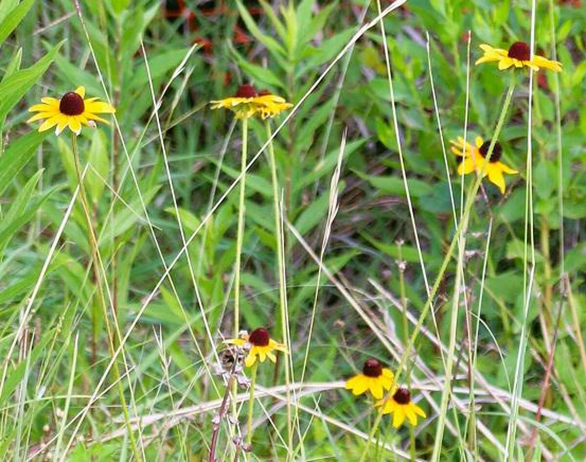 Pavilions, walkways part of ambitious plans for Kemah nature area