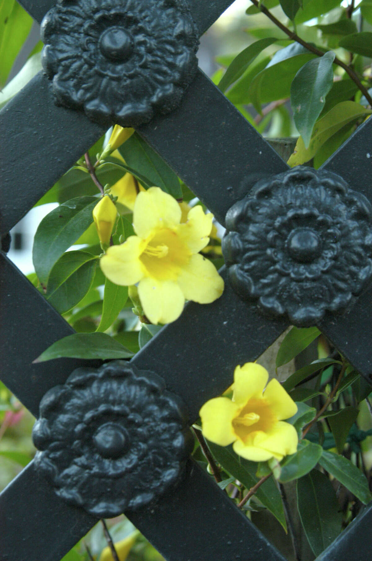 The best and worst vines to plant in San Antonio gardens