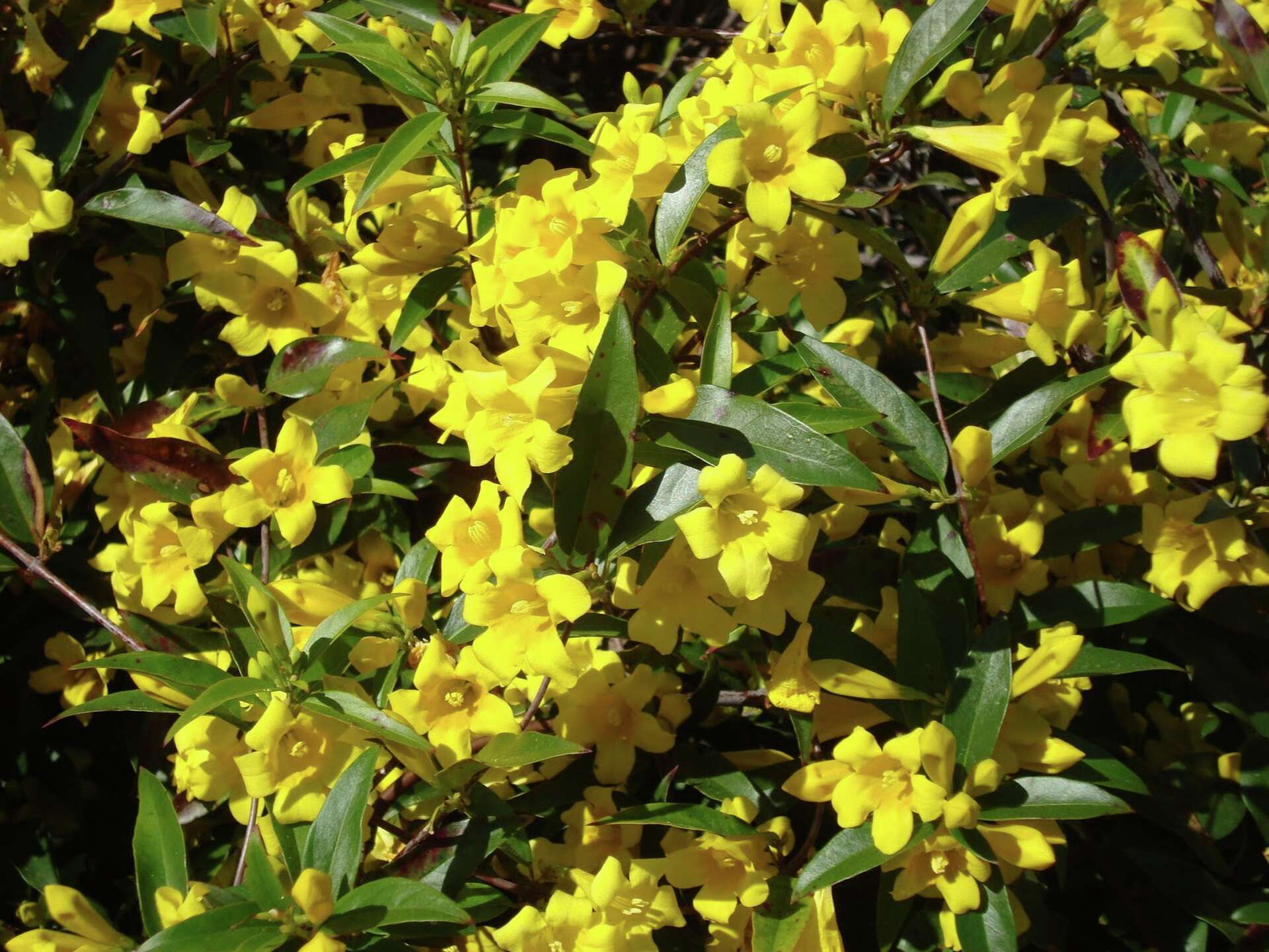 The best and worst vines to plant in San Antonio gardens, image size:1920x1440