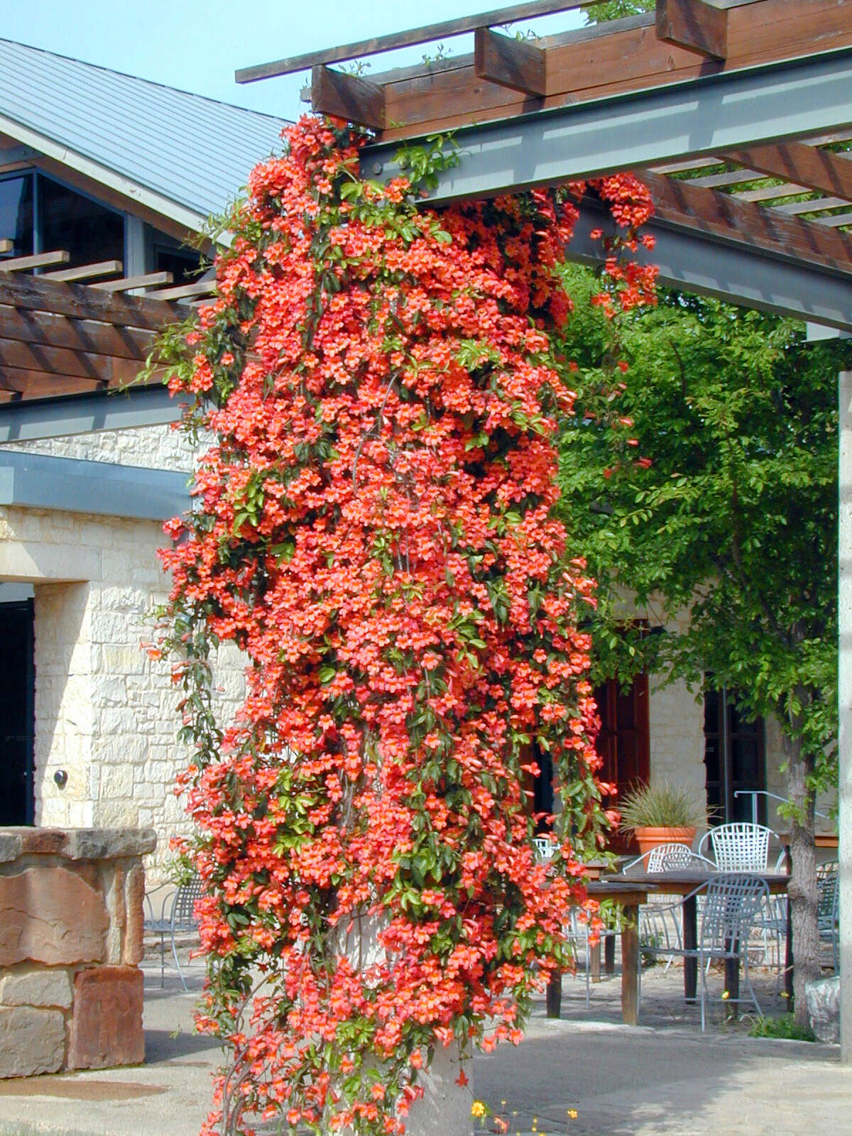 The best and worst vines to plant in San Antonio gardens