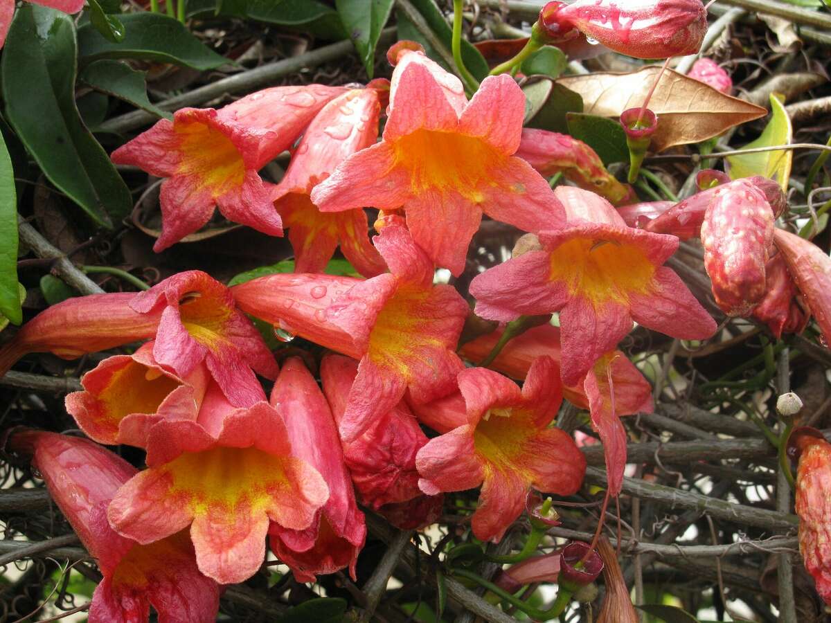 The best and worst vines to plant in San Antonio gardens