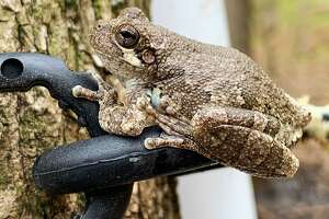 East Alton researchers focusing on frogs