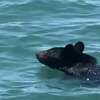 A San Antonio area woman caught a black bear while she was out on a Texas lake on June 10. 