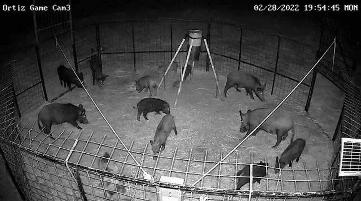 Unaware they’re about to be caught, a group of nocturnal feral hogs take the tasty bait in a remote-controlled trap.