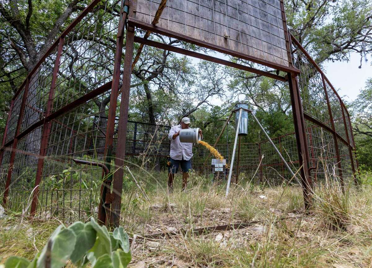 Bubba Ortiz baits one of his feral hog traps on a ranch in the New Braunfels area. The owner of Ortiz Game Management gets hired out by property owners whose land is being rooted and ravaged by the powerful, destructive and omnivorous animals.