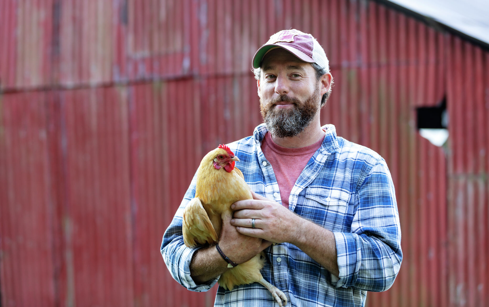 Avian flu cancels poultry shows at Illinois State Fair - Vimarsana News