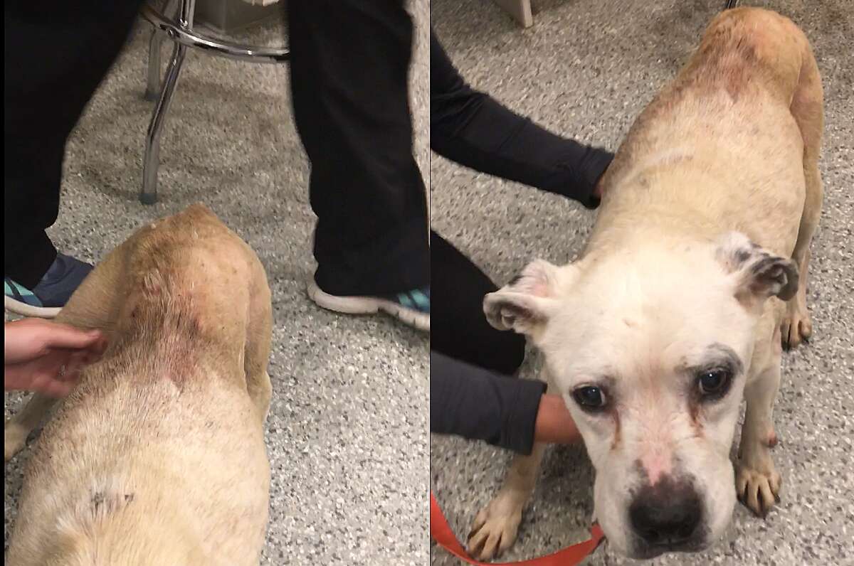 The Huron County Sheriff's Office removed two dogs, a pit bull and a sheepdog, from a Port Hope residence last week after finding them in a state of neglect, according to a press release.