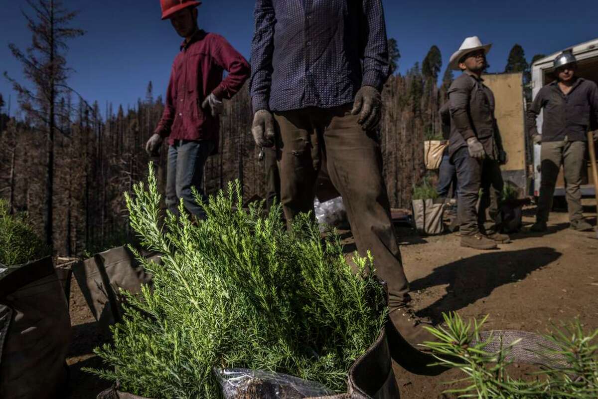 Workers plant giant sequoia seedlings on a hillside in Mountain Home State Demonstration Forest outside Springville.