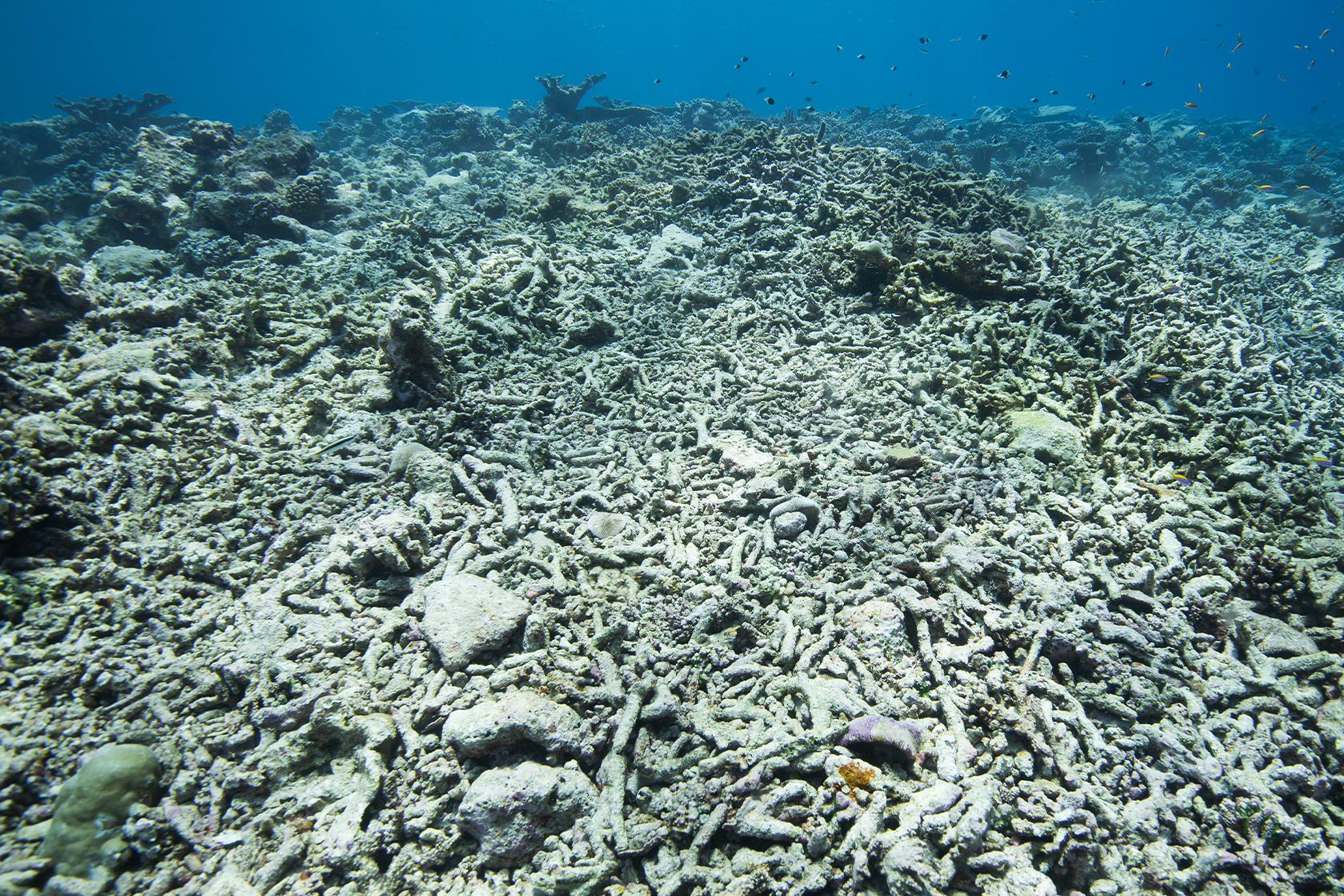 Reef safe sunscreen - Vimarsana News