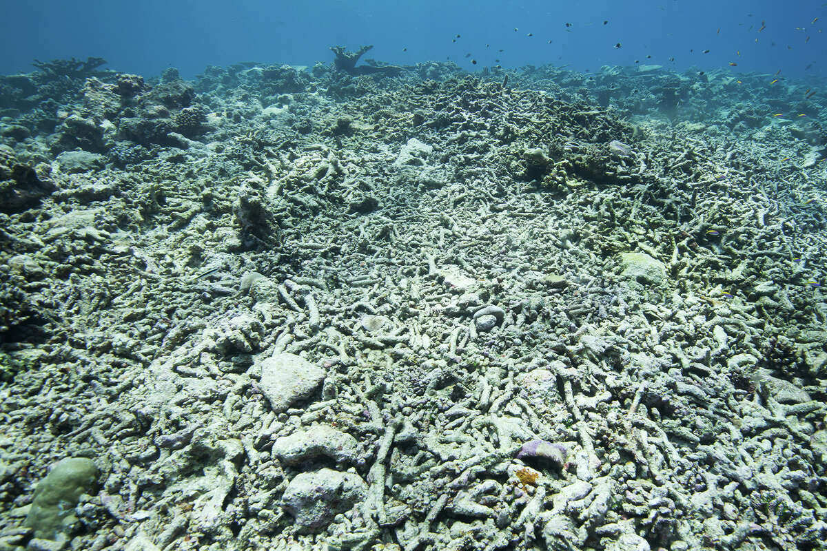 octisalate coral reef