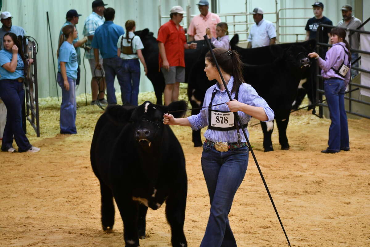 Young showmen and women go a chance to show off their animals at the annual Parade of Breeds showcase over the weekend.