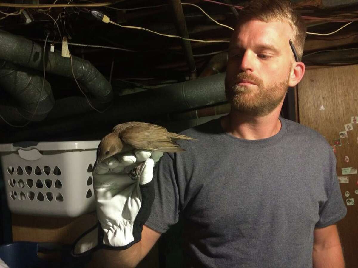 Matt Osinskie has been a decade removing bats, birds, raccoons, squirrels, snakes and other critters from people’s homes. “It’s a weird business,” he said.