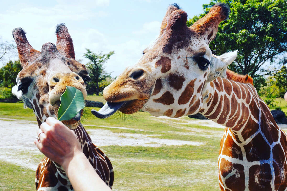 These giraffes, similar to the one in the false sale, reach for leaves held in someone's hand.