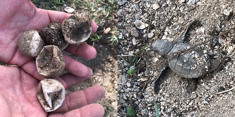 World's rarest sea turtle lays eggs on Texas beach - Vimarsana News