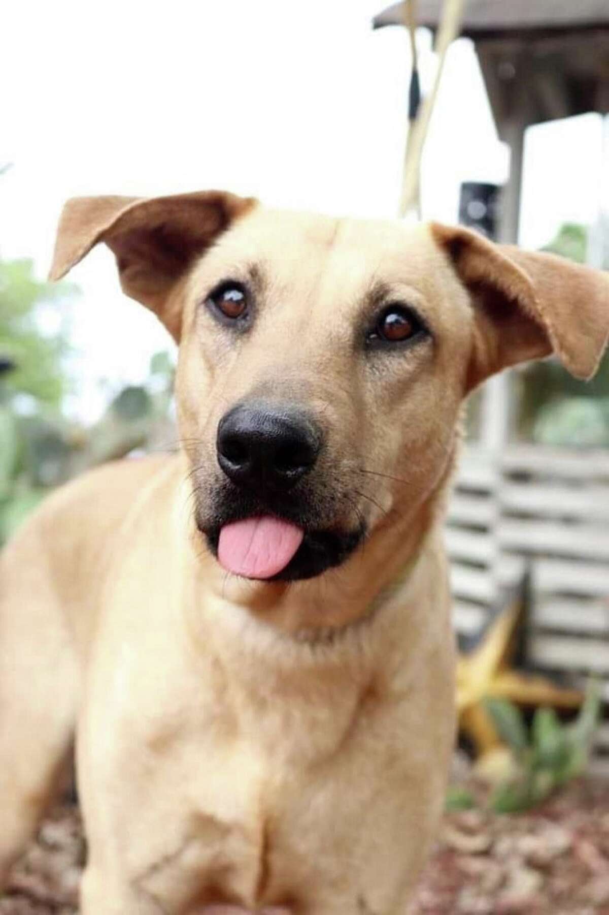 San Antonio animal rescue groups to hold ‘mega adoption’ event this weekend