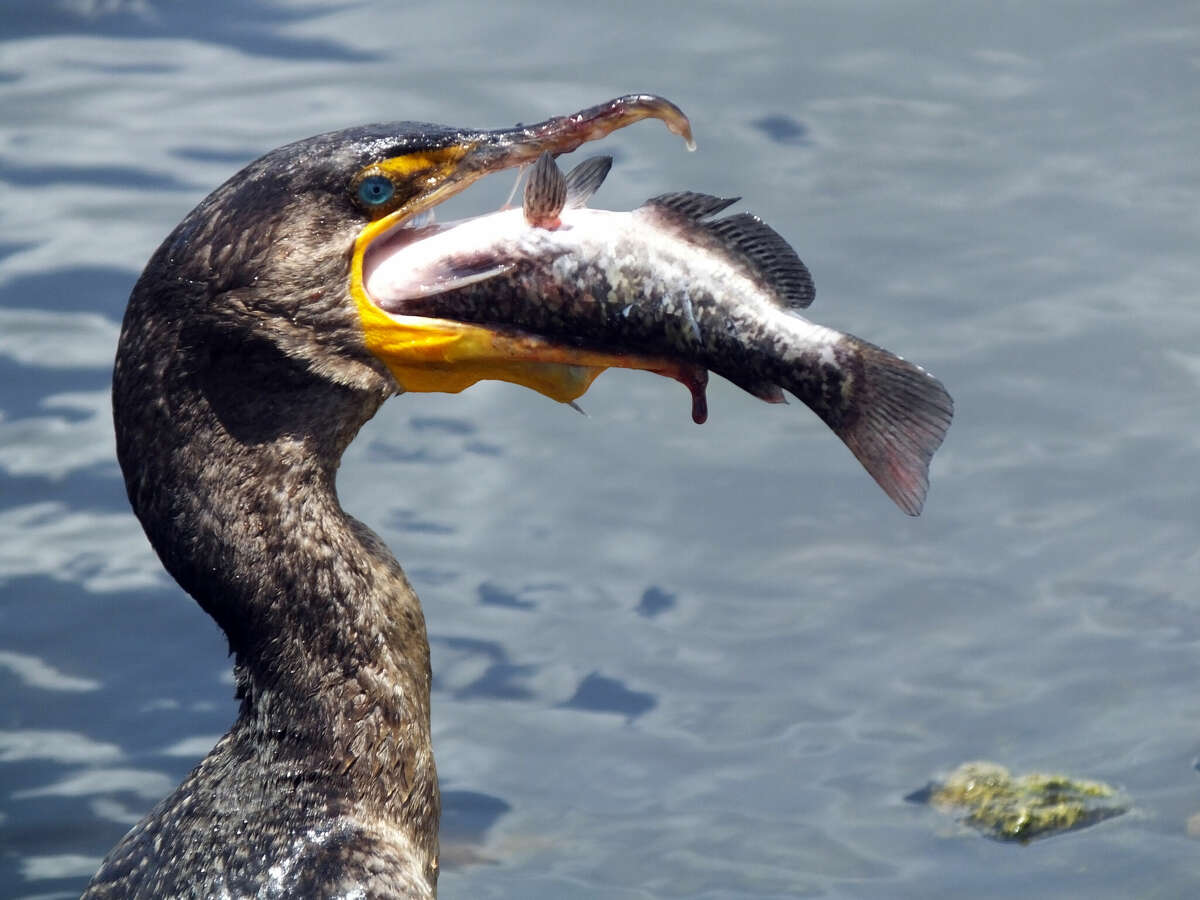 Cormorants regurgitating fish may have been behind fish raining over Texarkana in December, researchers say.