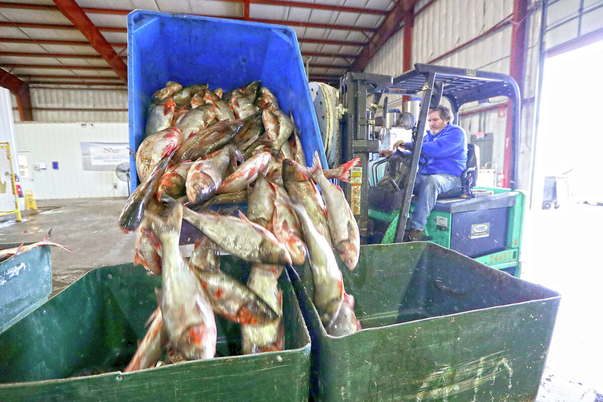 Asian carp are unloaded at Two Rivers Fisheries in Wickliffe, Kentucky.