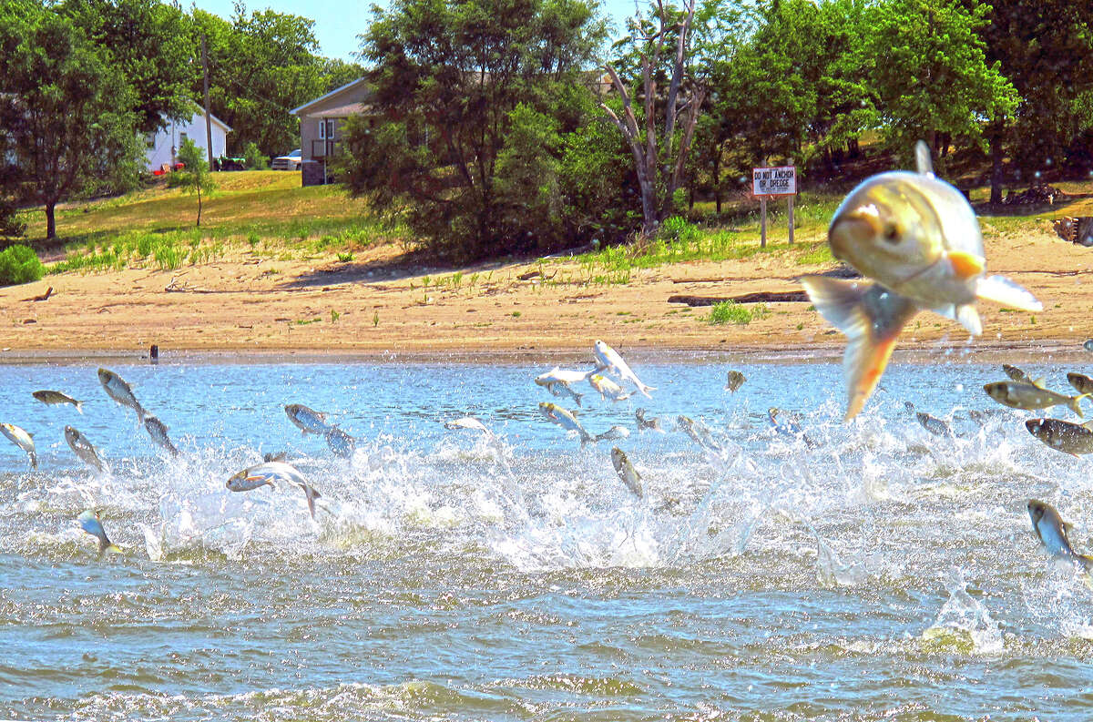 Asian carp, jolted by an electric current from a research boat, jump from the Illinois River.
