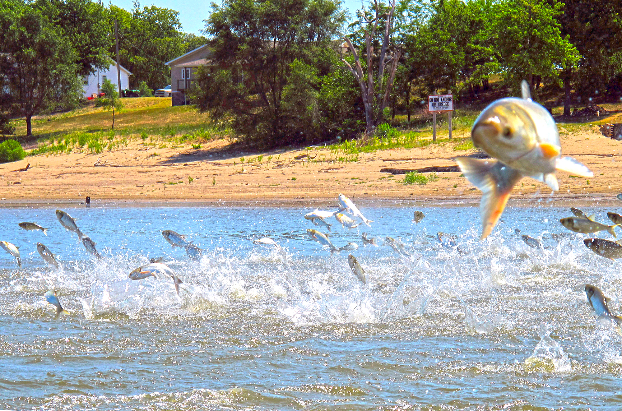 Can rebranding invasive carp's bad-boy rap make a difference? Illinois officials are betting on it - Vimarsana News